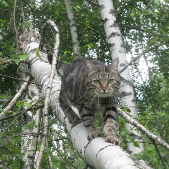 Sokoke Cat Sokoke Cat