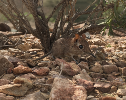 Somali Elephant Shrew