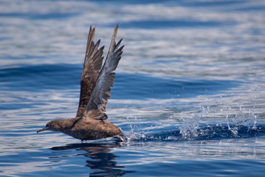 Sooty Shearwater Sooty Shearwater