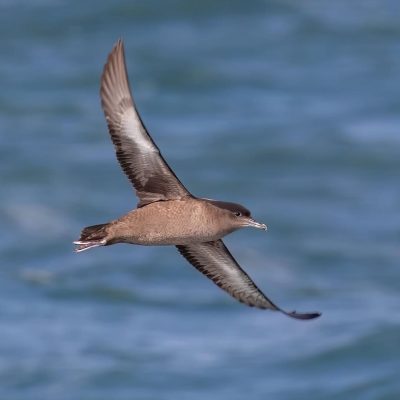 Sooty Shearwater