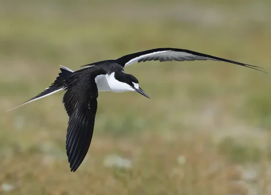 Sooty Tern