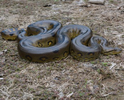 South American Anaconda reaches 11.3 metres