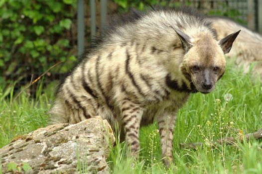 Striped_hyena