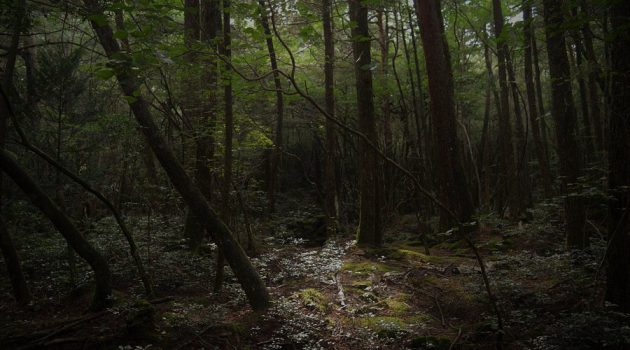 Suicide Forest or Aokigahara Forest