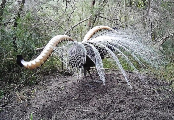 Superb Lyrebird