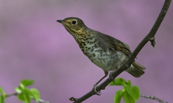 Swainson’s Thrush Swainson’s Thrush
