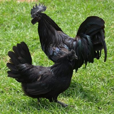 Swedish Black Hen