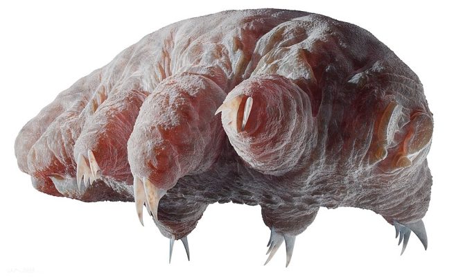 Tardigrade