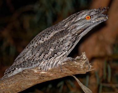 Tawny Frogmouth Tawny Frogmouth