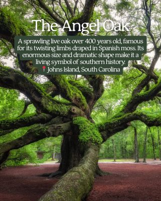 The Angel Oak