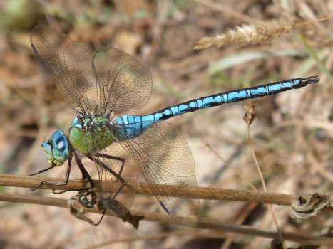 The Emperor Dragonfly The Emperor Dragonfly