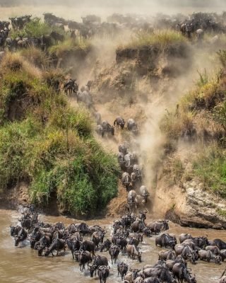 The Great Wildebeest Migration