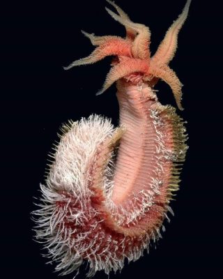 The Pompeii Worm – Alvinella pompejana The Pompeii Worm - Alvinella pompejana