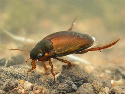 Thermal Pool Diving Beetle – Agabus species Thermal Pool Diving Beetle - Agabus species