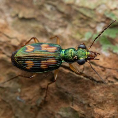Tiger Beetle
