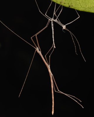 Stick Insects