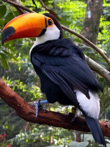 Toco Toucan