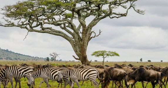 Top 10 Animal Land Migrations on Earth