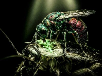 Top 15 Insane Insect Abilities