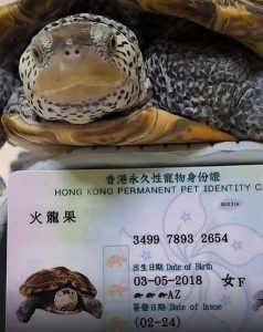 Tortoise ID Tortoise ID