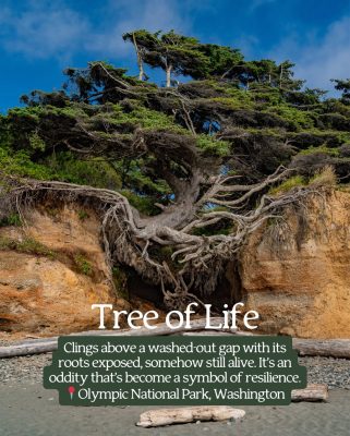 Tree of Life