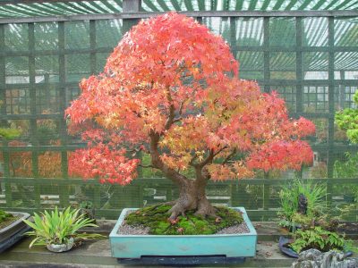 Trident Maple Bonsai Trident Maple Bonsai