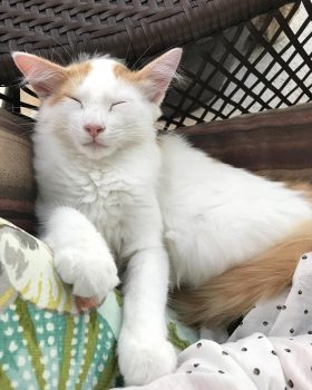 Turkish Van Cat Turkish Van Cat