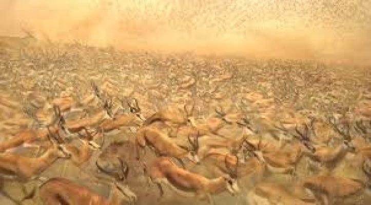 Vanished Trekbokke of the Karoo