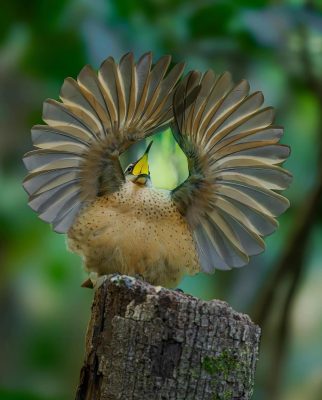 Victoria's Riflebird