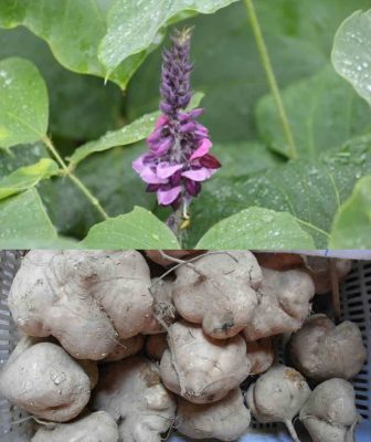 Vidari Kand (Pueraria tuberosa) Vidari Kand (Pueraria tuberosa)