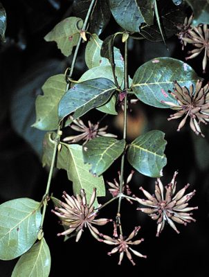 Vilcacora (Uncaria guianensis)
