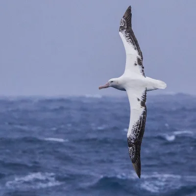 Wandering Albatross