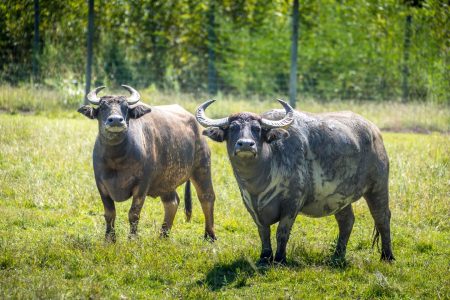 Water Buffalo Water Buffalo