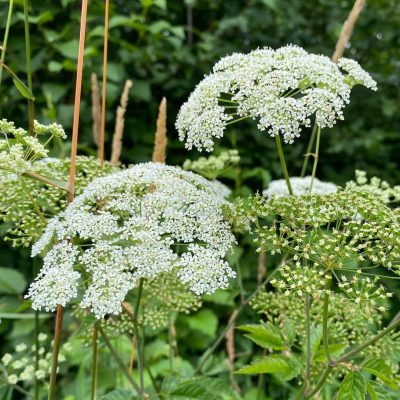 Water Hemlock