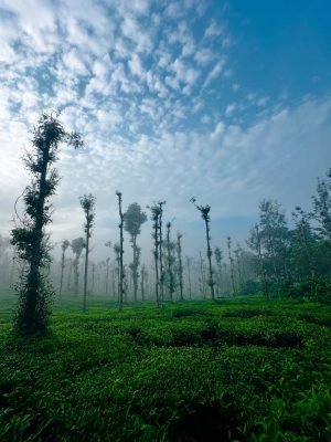 Wayanad, Kerala