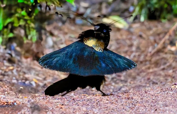 Western Parotia