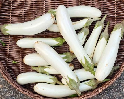 White Eggplant White Eggplant