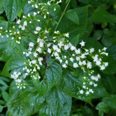 White Snakeroot