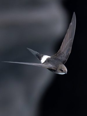 White-throated Needletail
