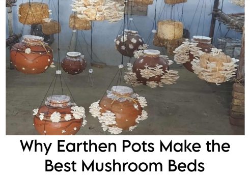 Why Earthen Pots Make the Best Mushroom Beds Why Earthen Pots Make the Best Mushroom Beds