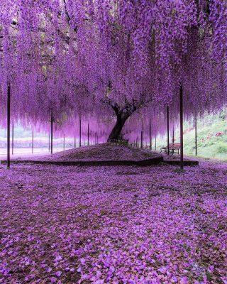 Wisteria Trees