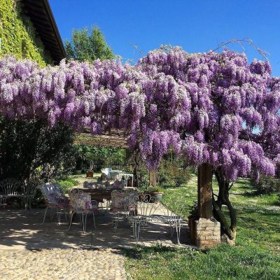 Wisteria