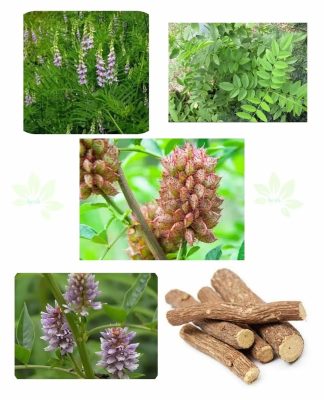 Yashtimadhu (Glycyrrhiza glabra) Yashtimadhu (Glycyrrhiza glabra)