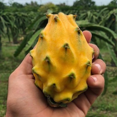 Yellow Dragon Fruit