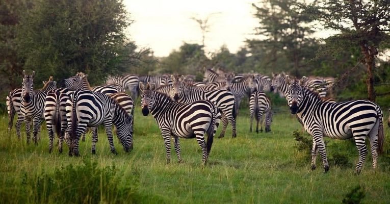 Zebra Migration