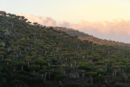 Socotra Island, Yemen Socotra Island, Yemen