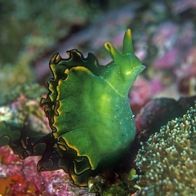 elysia sea slug