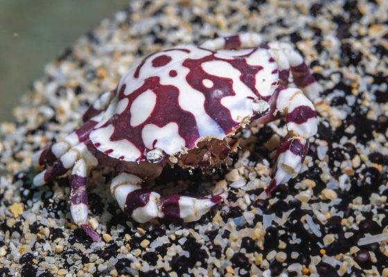 Harlequin Box Crab