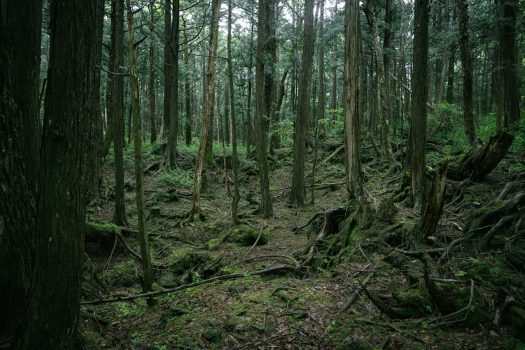 Aokigahara forest