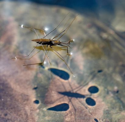 Water Striders